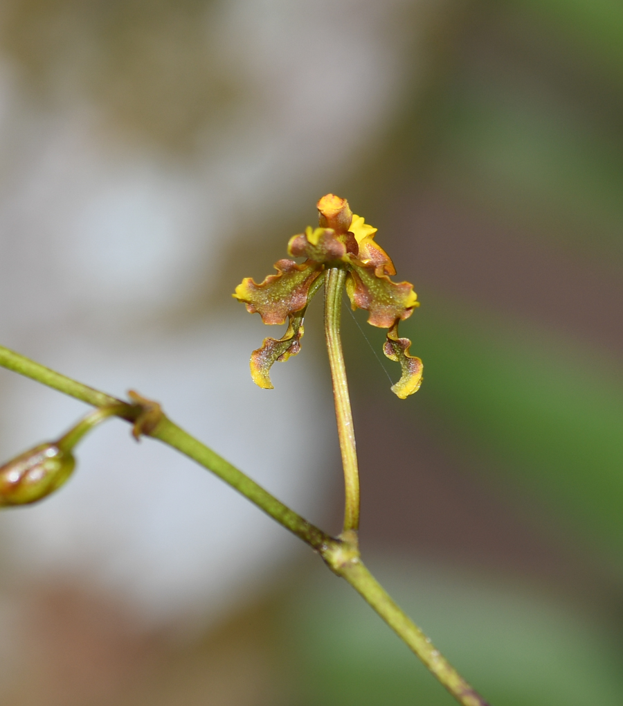 Изображение особи Cyrtochilum cimiciferum.