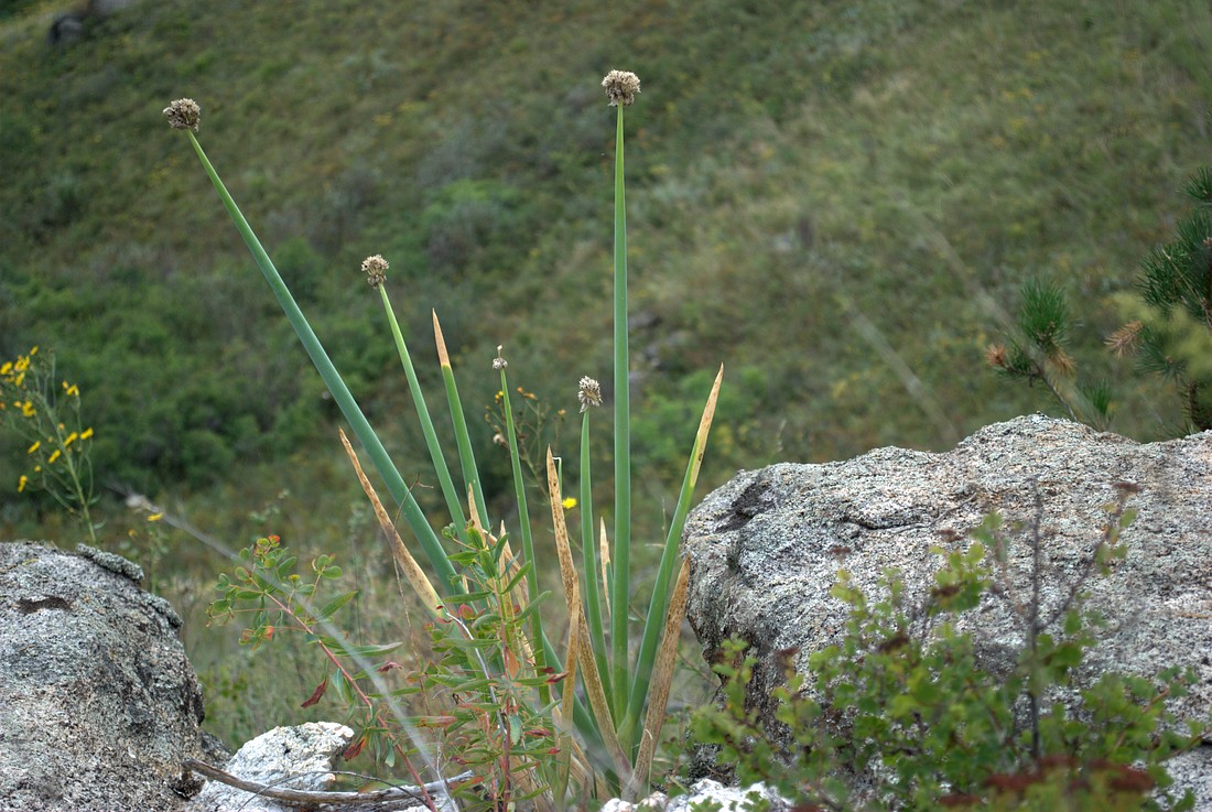 Image of Allium altaicum specimen.