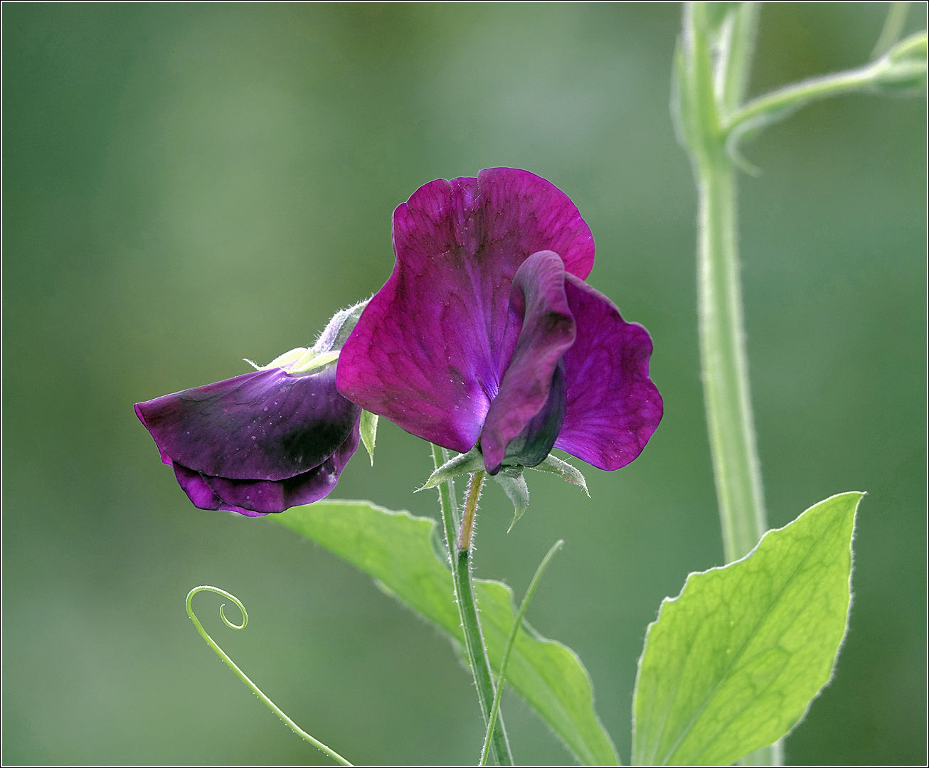 Изображение особи Lathyrus odoratus.
