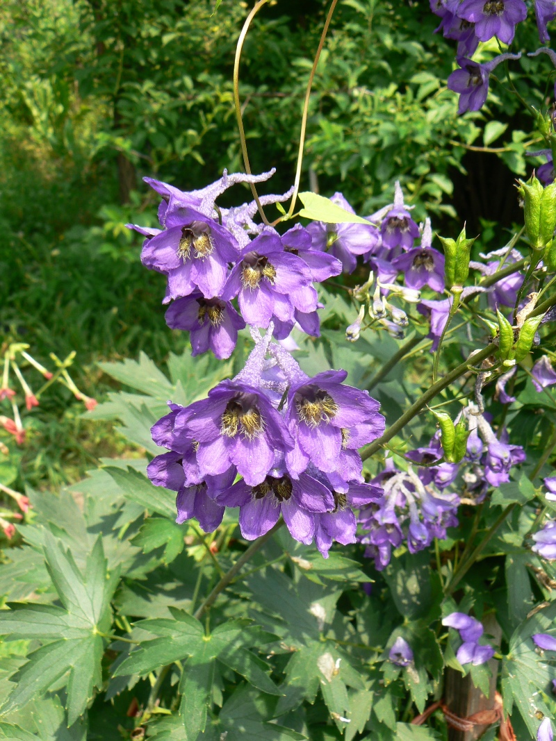 Изображение особи род Delphinium.