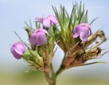 Dianthus pseudarmeria. Увядающее соцветие. Крым, Симферопольский р-н, окр. с. Урожайное, р-н дачного посёлка, нарушенная степь. 22.08.2021.