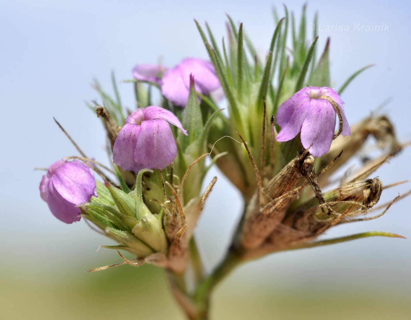 Image of Dianthus pseudarmeria specimen.