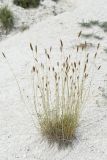 Agropyron pinifolium