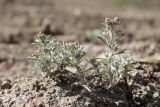 Gnaphalium rossicum. Плодоносящее растение. Крым, Севастополь, окр. с. Гончарное, берег пруда. 14.09.2021.