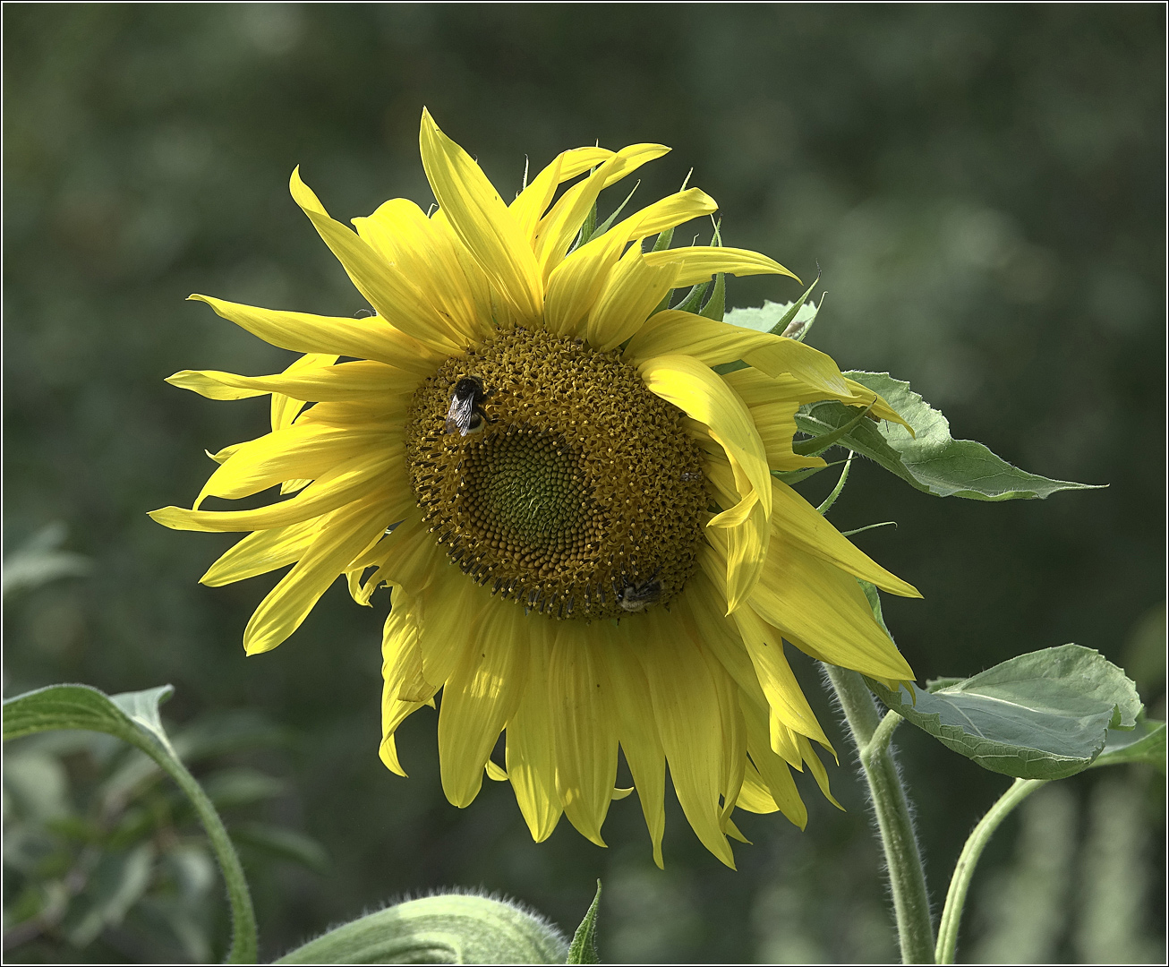 Изображение особи Helianthus annuus.