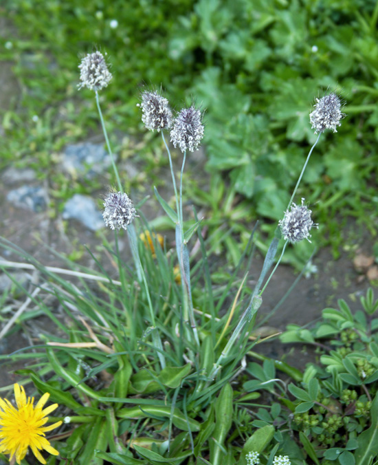 Image of Phleum alpinum specimen.