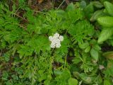 Apiaceae