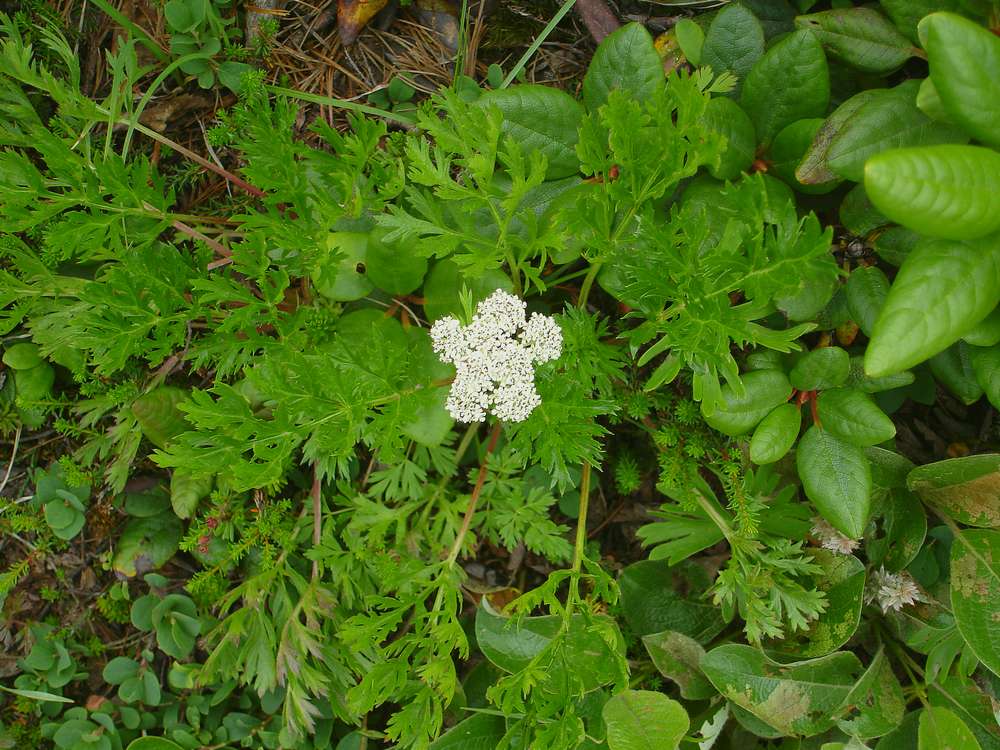 Изображение особи семейство Apiaceae.