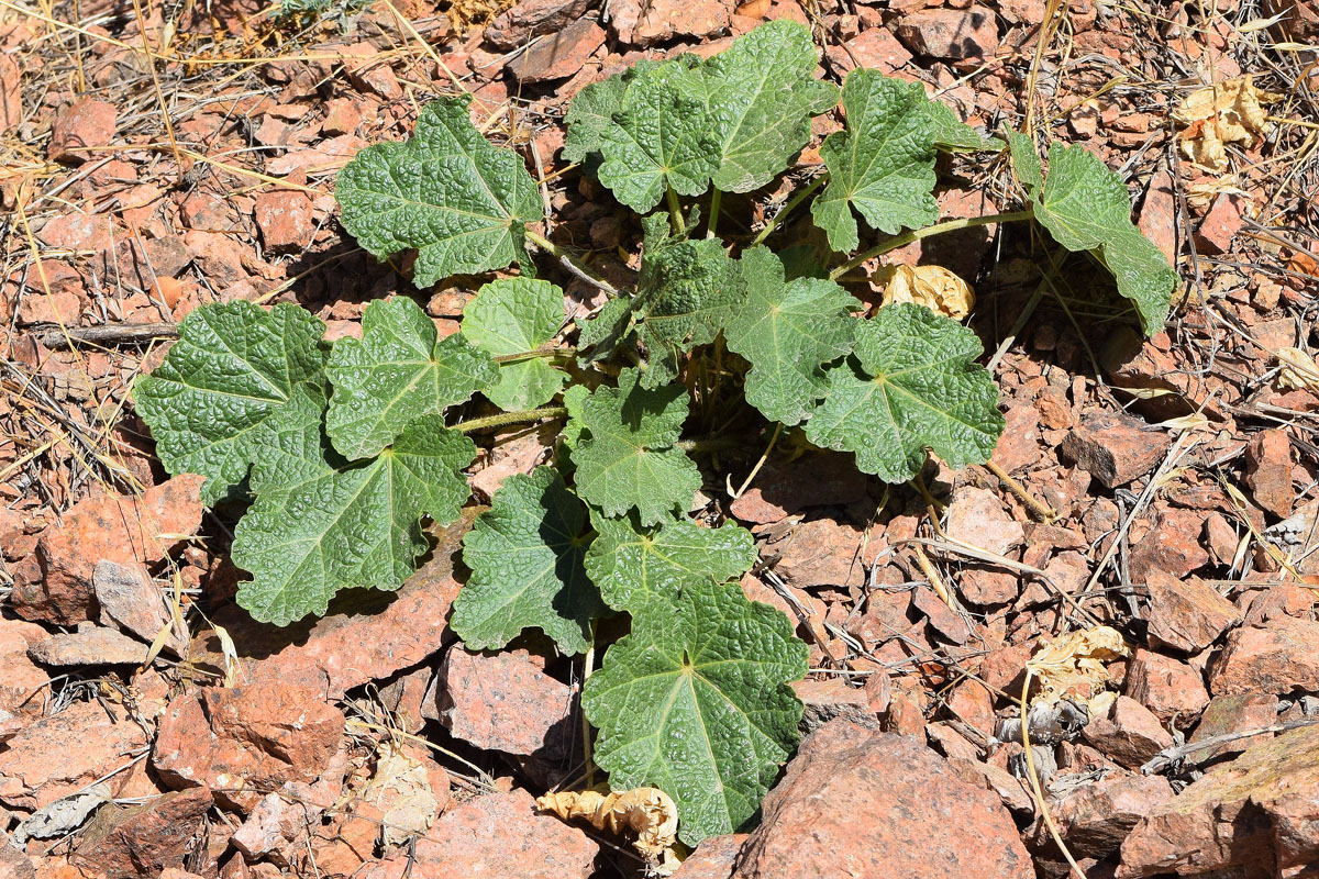 Image of Alcea nudiflora specimen.