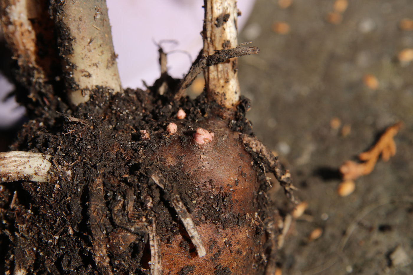 Image of Amorphophallus konjac specimen.