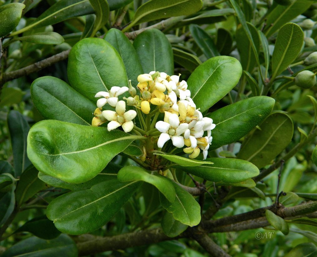 Image of Pittosporum tobira specimen.