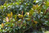 Magnolia grandiflora. Верхушка ветки плодоносящего дерева. Франция, г. Париж, парк \"Бют-Шомон\", в озеленении. 13.01.2020.