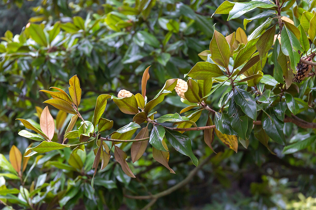 Image of Magnolia grandiflora specimen.