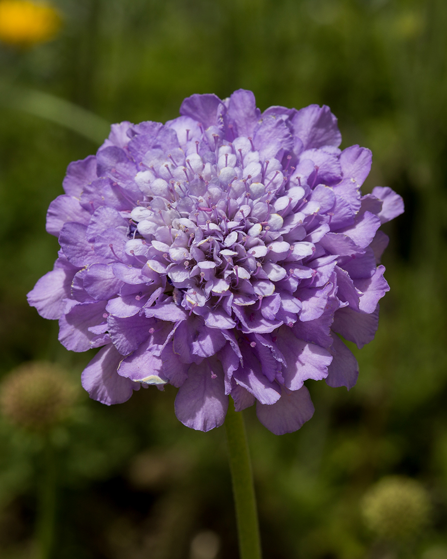 Image of Scabiosa columbaria specimen.