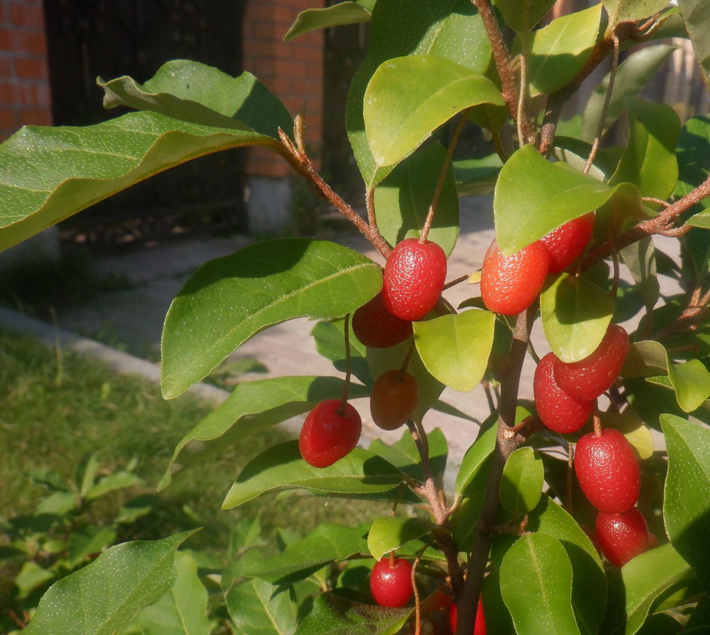 Image of Elaeagnus multiflora specimen.