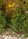 Sonchus arvensis ssp. uliginosus