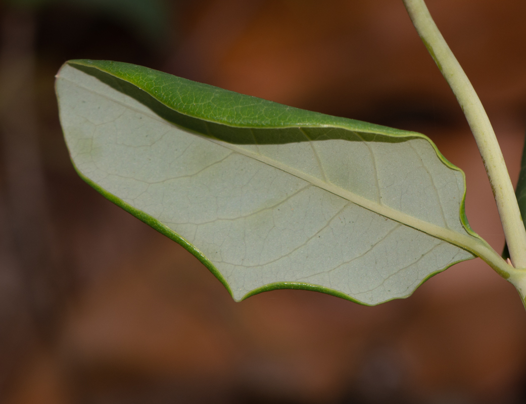 Изображение особи Lonicera dioica.