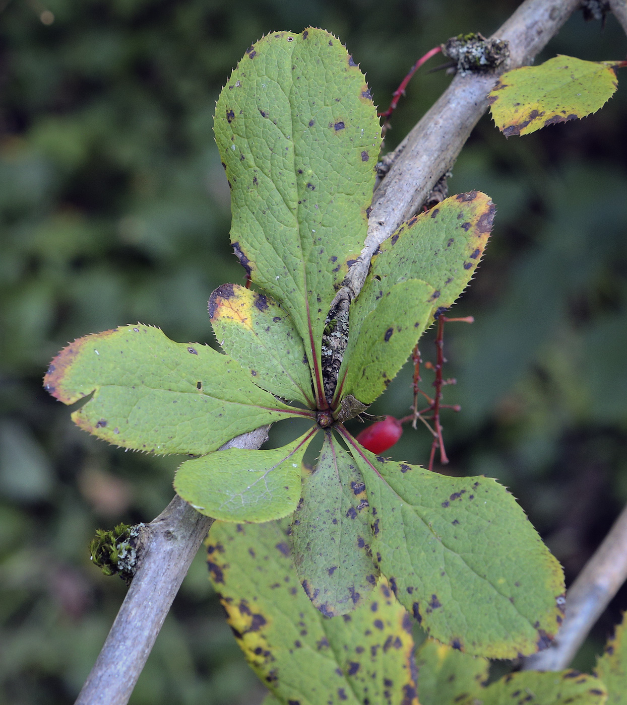 Image of genus Berberis specimen.