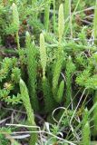 Lycopodium lagopus. Побеги со спороносными колосками. Кольский п-ов, Восточный Мурман, окр. пос. Дальние Зеленцы. 03.08.2010.
