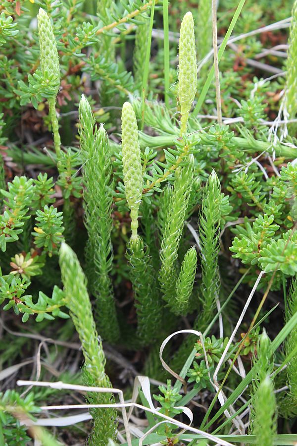 Image of Lycopodium lagopus specimen.