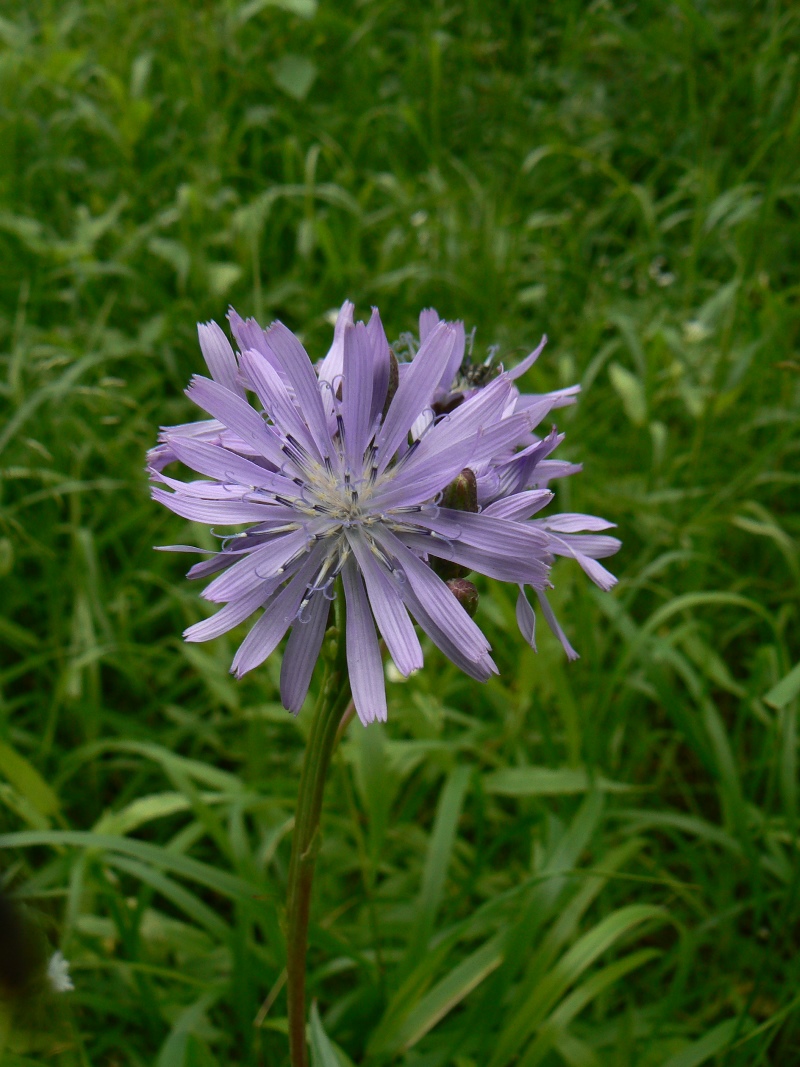 Изображение особи Lactuca sibirica.