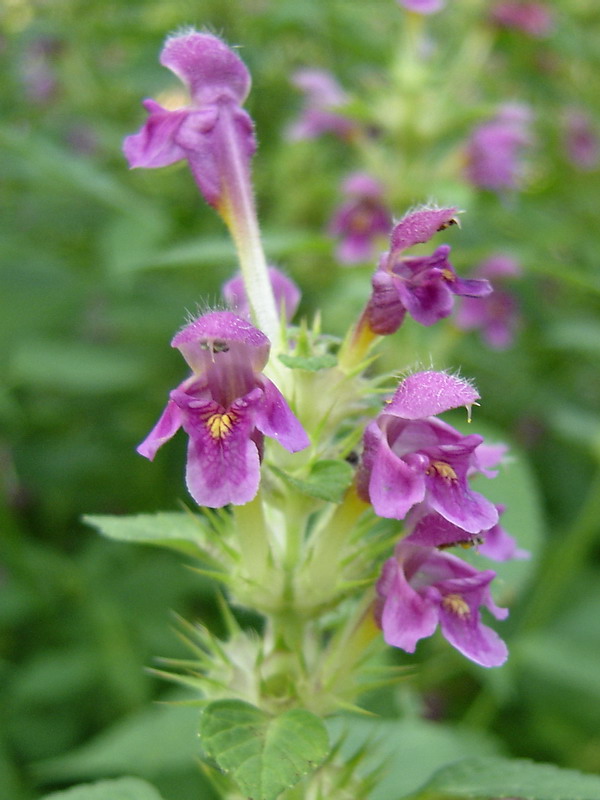 Image of Galeopsis pubescens specimen.