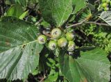 Sorbus graeca