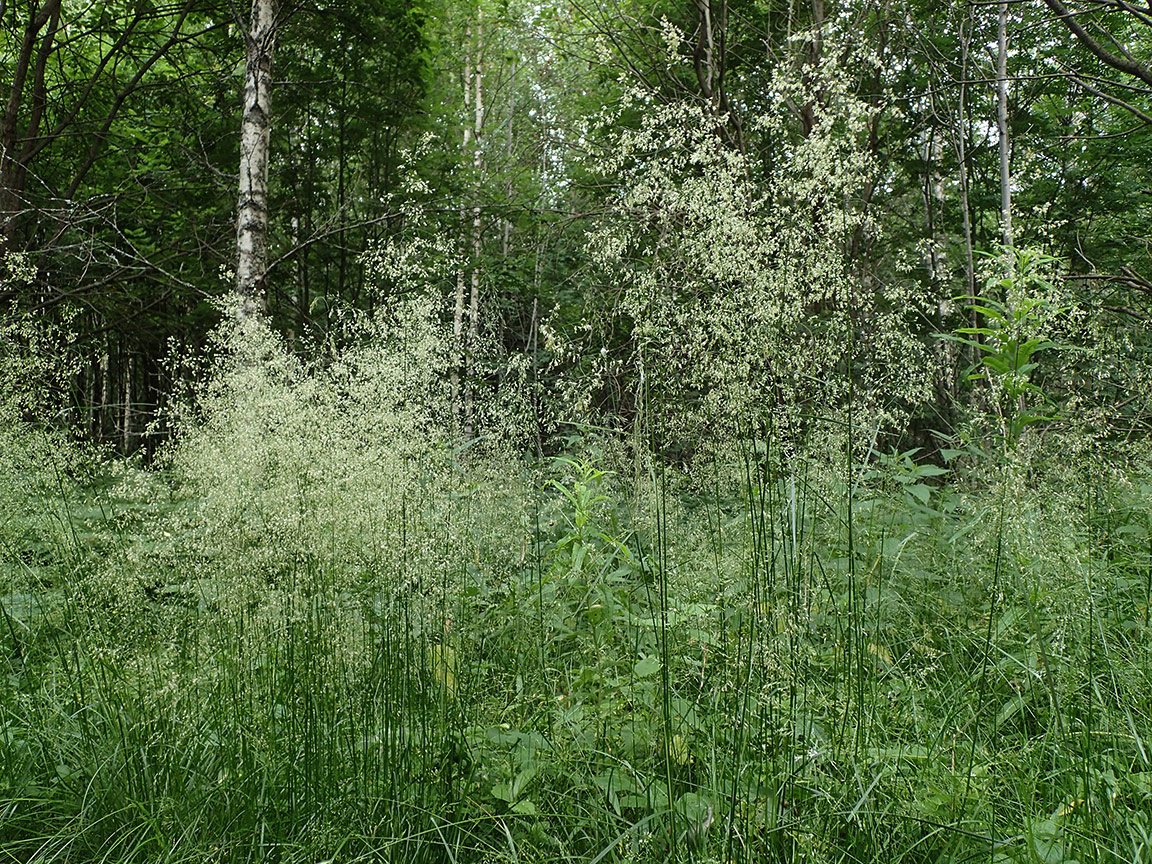 Изображение особи Deschampsia cespitosa.