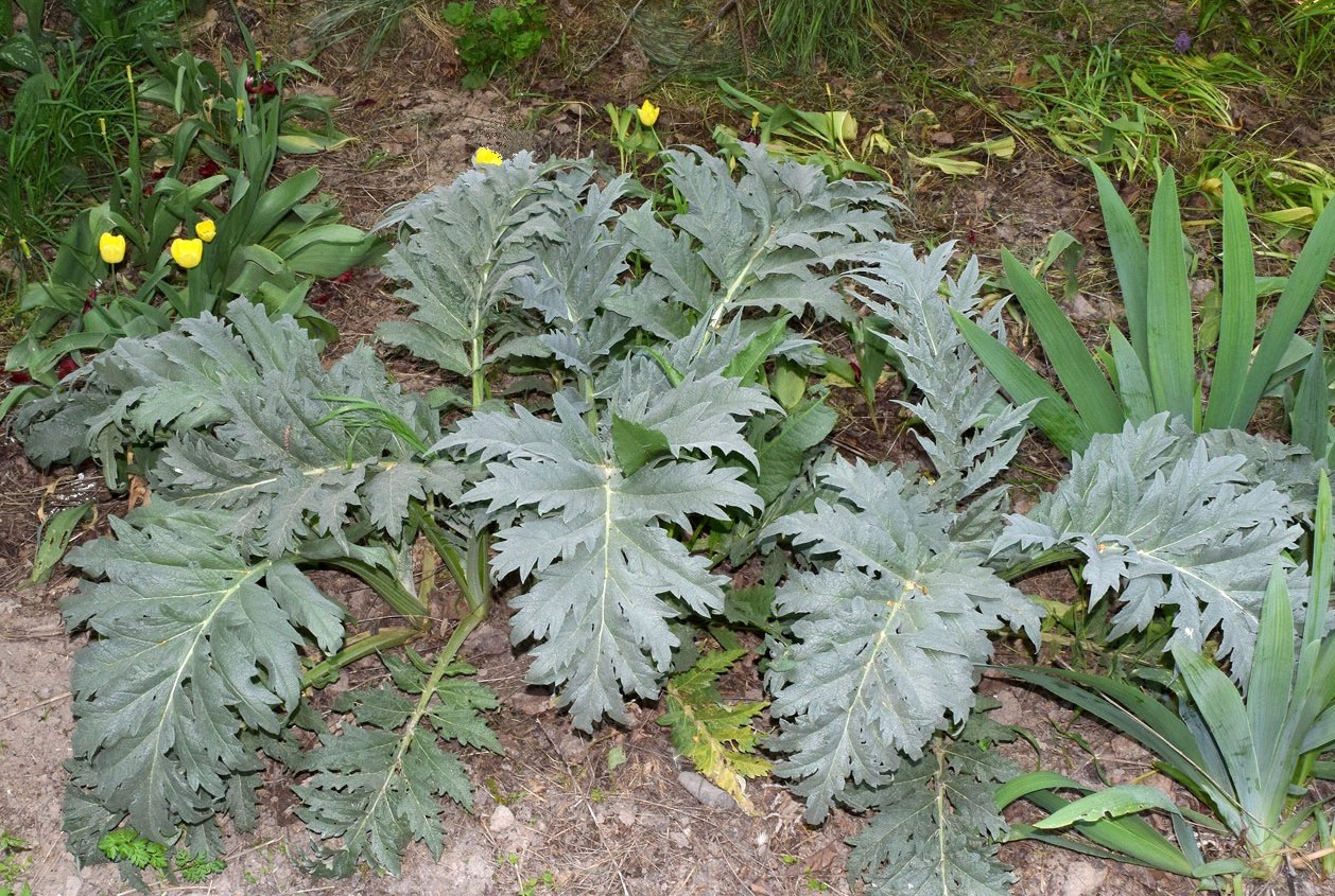 Image of Cynara scolymus specimen.