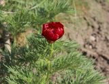 Paeonia tenuifolia