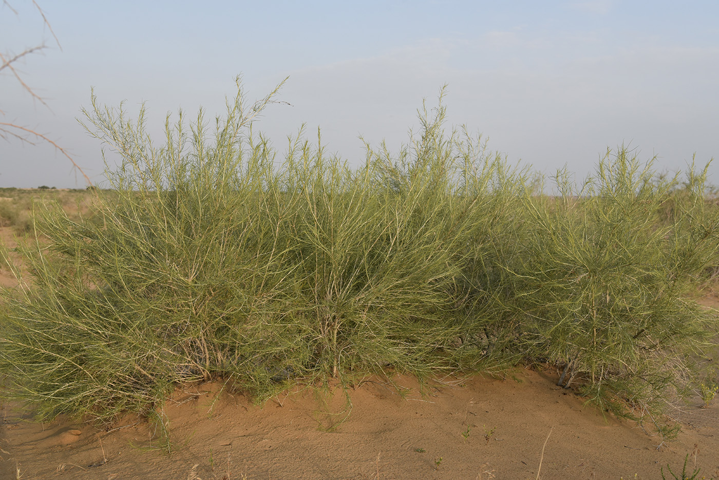 Изображение особи Salsola richteri.