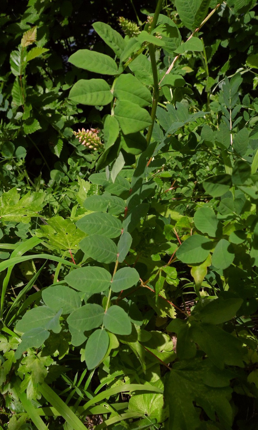 Image of Astragalus glycyphyllos specimen.