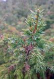 Juniperus sibirica