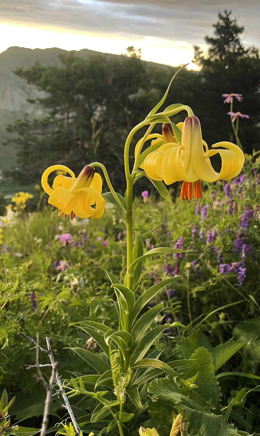 Image of Lilium monadelphum specimen.