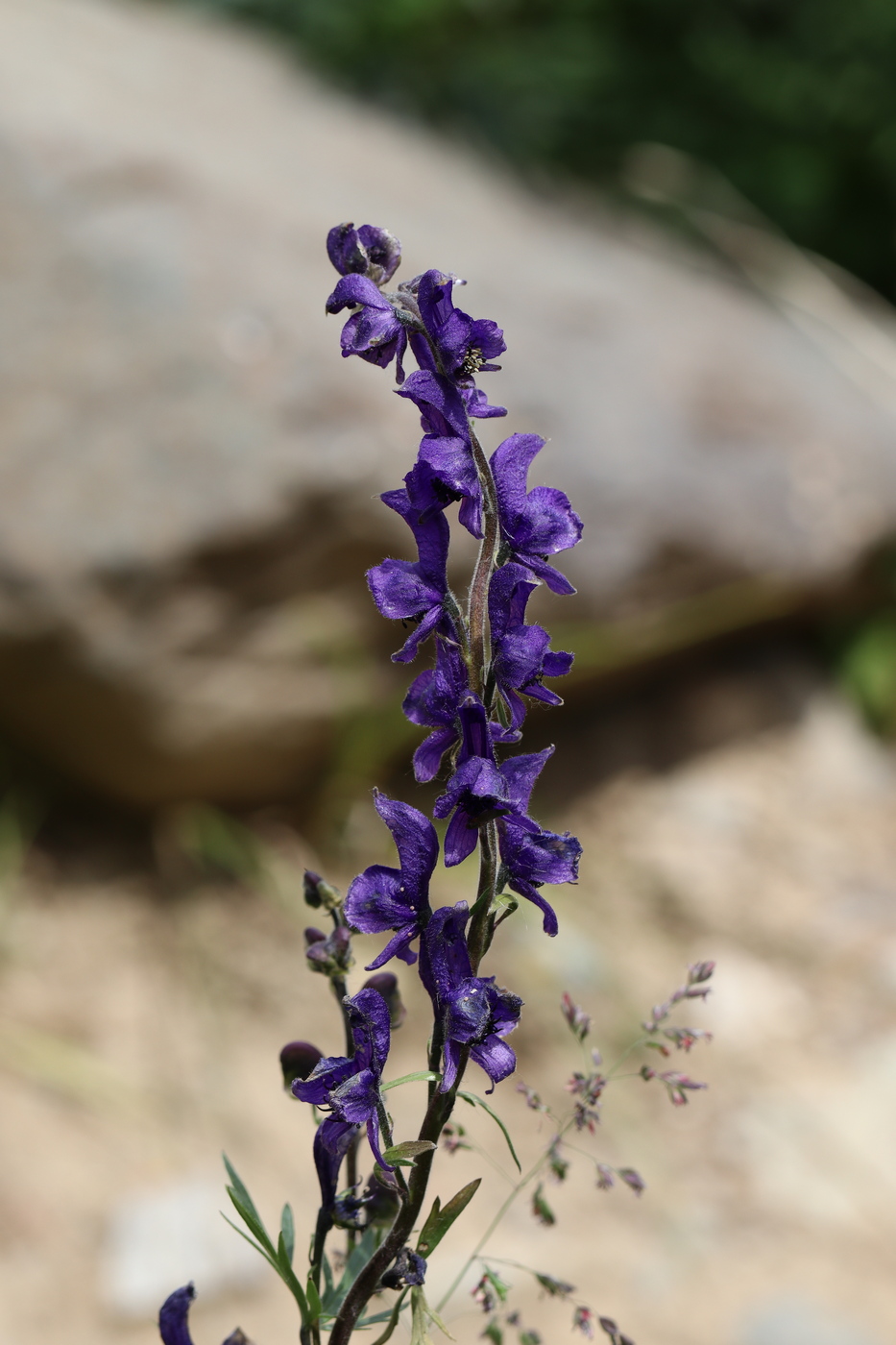 Изображение особи Aconitum glandulosum.