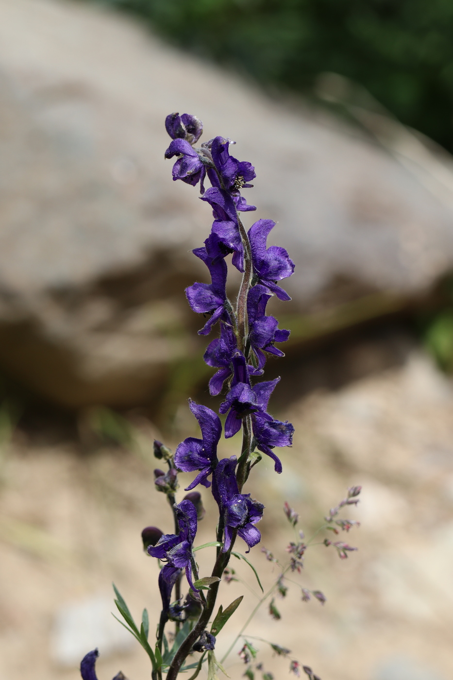 Image of Aconitum glandulosum specimen.