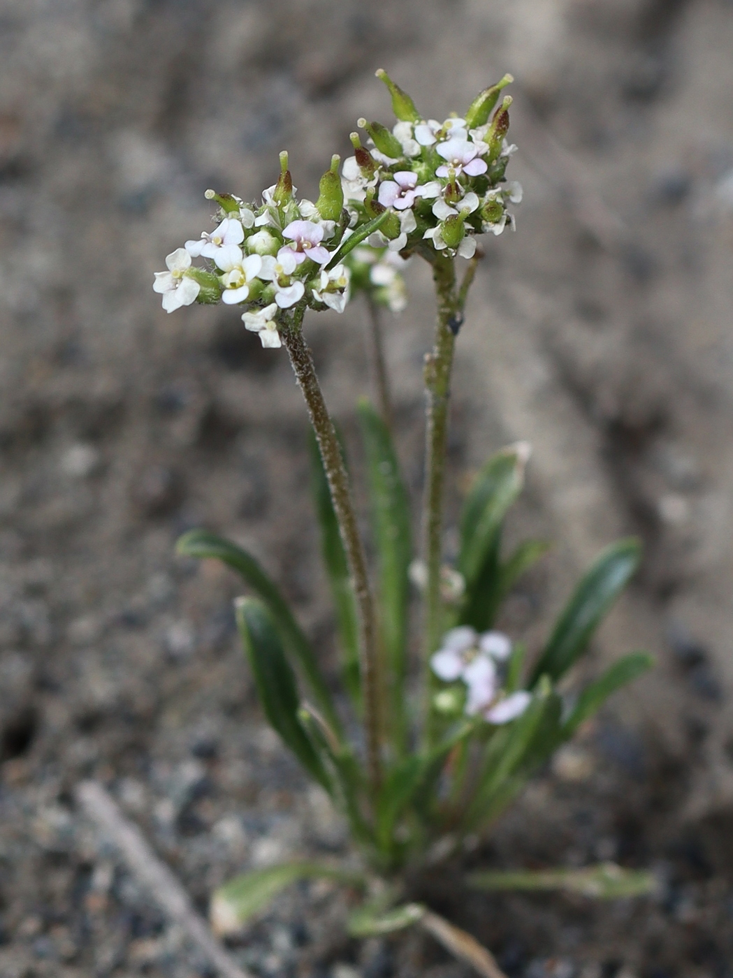 Image of Braya rosea specimen.