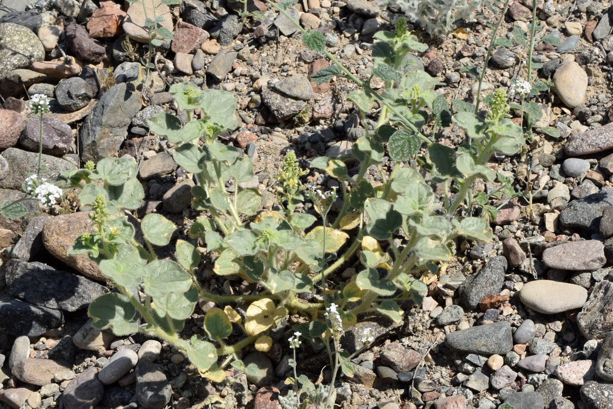 Изображение особи Cleome fimbriata.