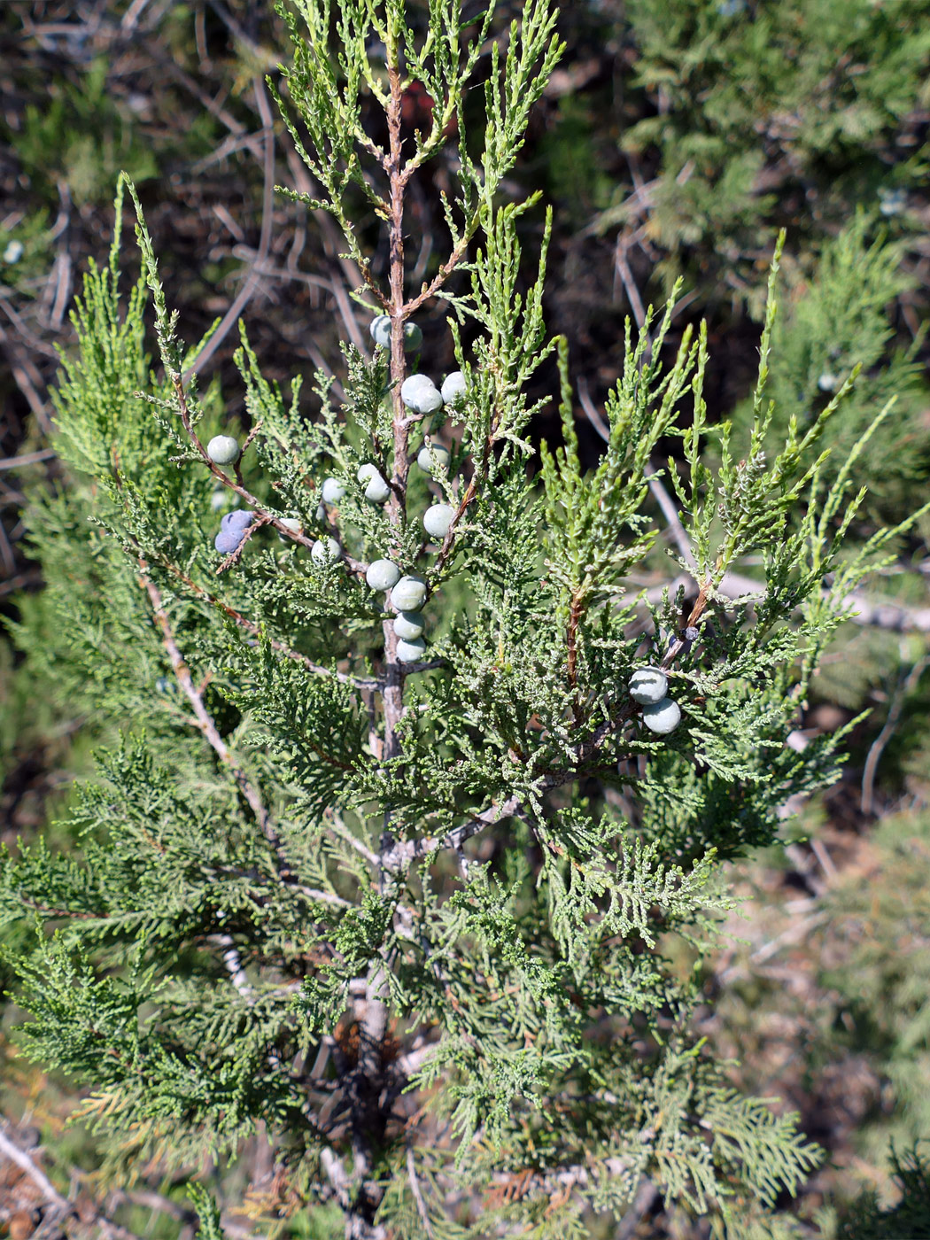 Image of Juniperus excelsa specimen.