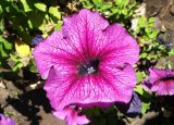 Petunia &times; atkinsiana