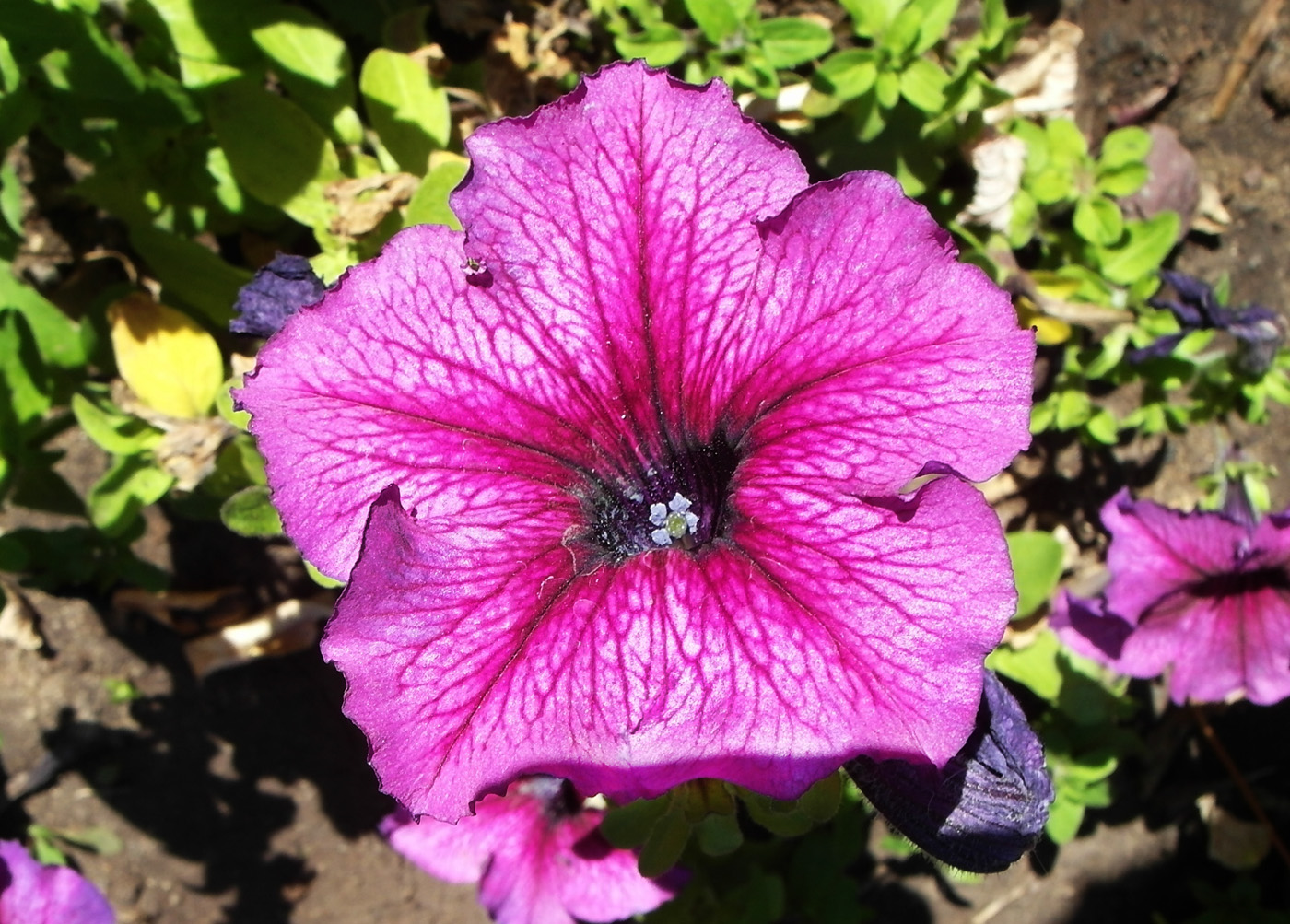 Image of Petunia × atkinsiana specimen.