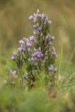 Gentianella biebersteinii. Верхушка цветущего растения. Адыгея, Кавказский заповедник, Фишт-Оштенский горный массив, окр. оз. Псенодах, субальпийский луг, выс. ≈ 1950 м н.у.м. 29.08.2022.