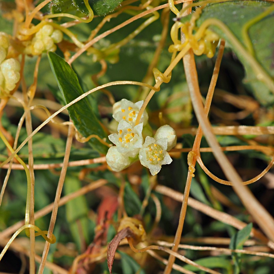 Изображение особи Cuscuta campestris.