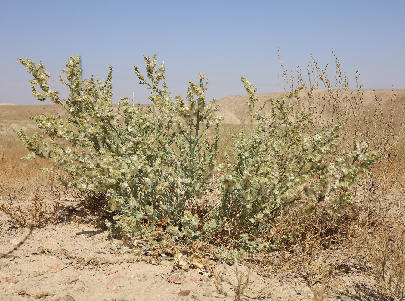 Изображение особи Halothamnus glaucus.