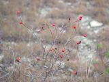 genus Rosa. Покоящиеся ветви с плодами. Краснодарский край, Крымский р-н, окр. станицы Неберджаевская, ур. Темрючки, заброшенный мергелевый карьер, на отвале грунта. 29.10.2022.