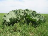 Crambe kotschyana. Вегетирующее растение (на переднем плане - вегетирующая Calophaca tianschanica). Казахстан, Зап. Тянь-Шань, зап. оконечность Таласского Алатау, плато над правой стороной каньона Машат, степь. 16 апреля 2022 г.