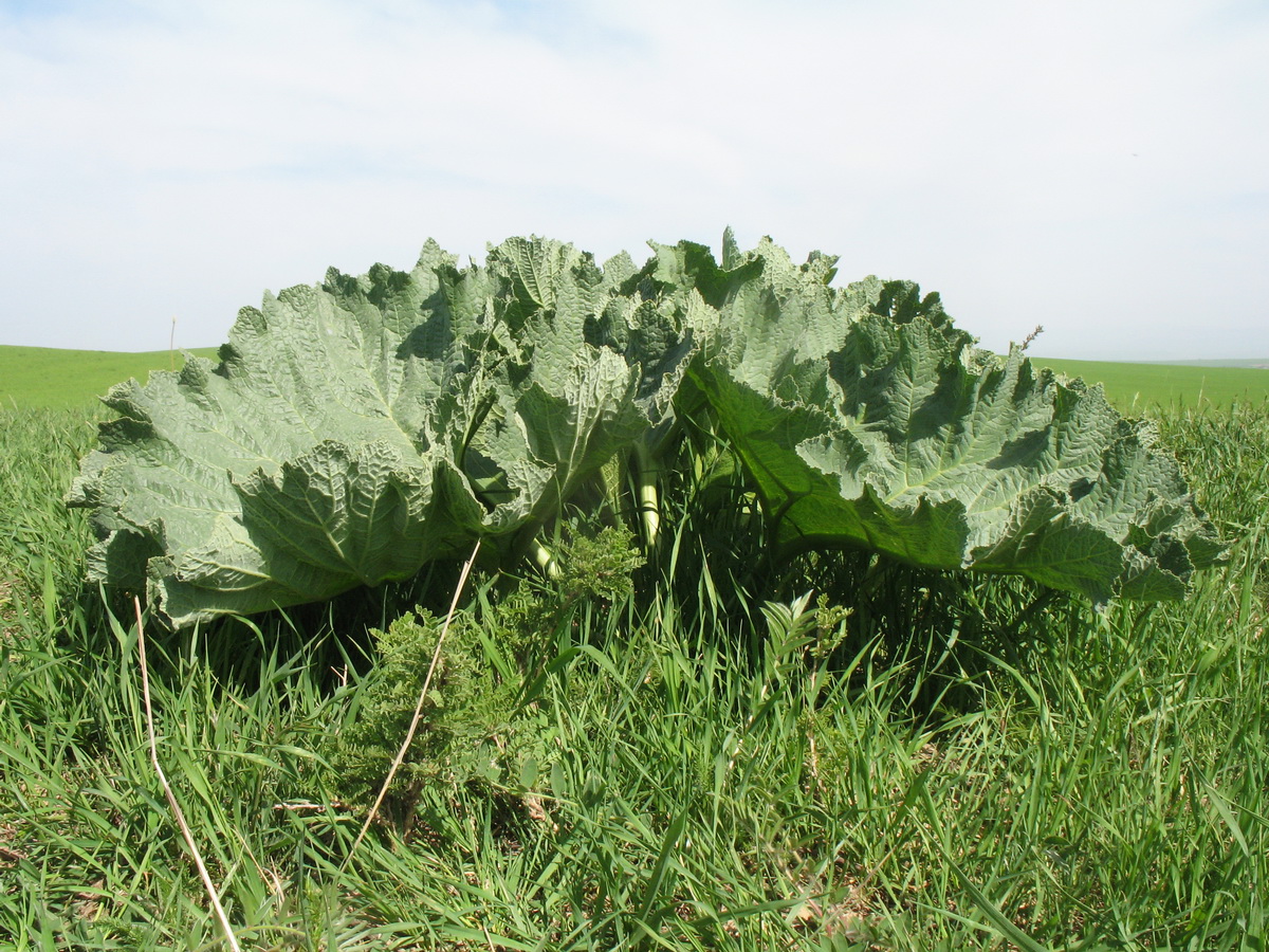 Image of Crambe kotschyana specimen.