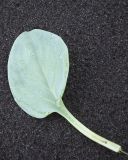 Mertensia maritima