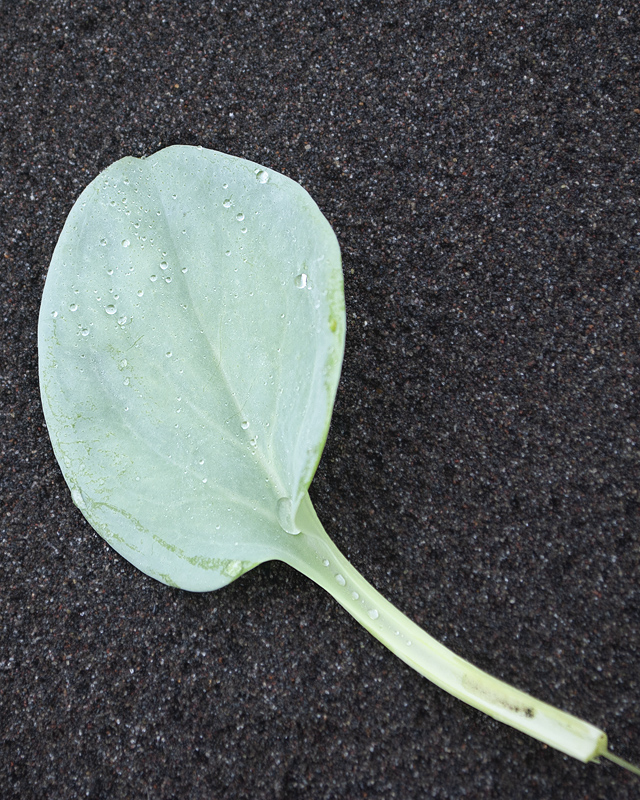 Изображение особи Mertensia maritima.