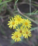 Senecio jacobaea. Соцветия. Республика Алтай, Улаганский р-н, долина р. Чулышман, окр. урочища Чегее, берег р. Чулышман. 8 августа 2020 г.